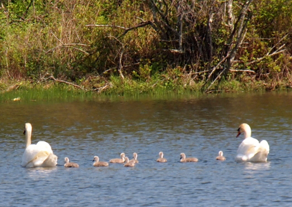 [Ten swans in the water with an adult at either end and eight little ones in between.]